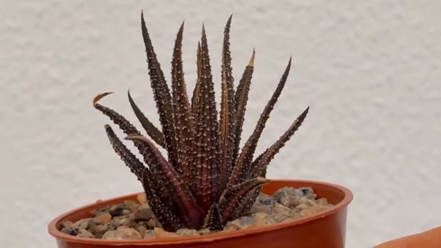 Cactus seeds gift from Desert Plants of Avalon | some recently unboxed cacti and succulent potted u смотреть онлайн