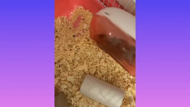 Как приручить хомячка к туалету? Поставила туалет хомячку! Сирийский хомяк Тэдди смотреть онлайн