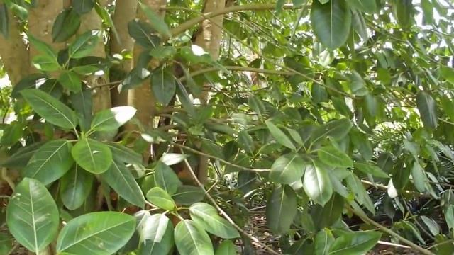 Ficus Altissima 'variegata'