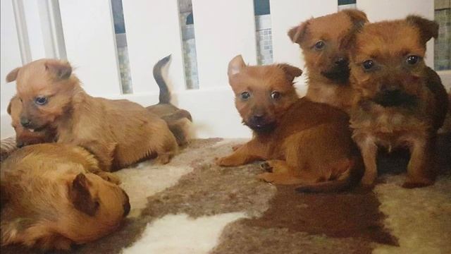 Australian Terrier - TOP 10 Interesting Facts смотреть онлайн