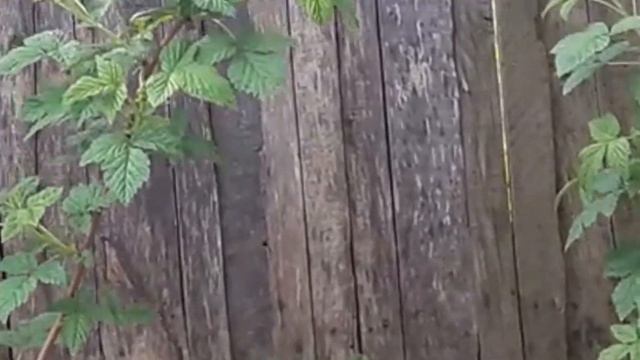 ?КЛУБНИКА БУДЕТ КРУПНОЙ И СЛАДКОЙ/ПРОСТОЙ МЕТОД смотреть онлайн