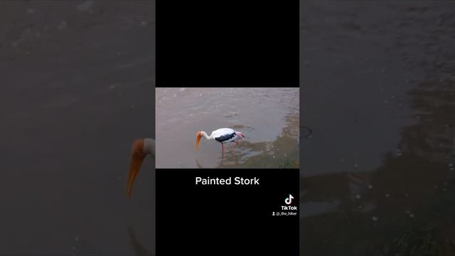 Animals - Yala National Park 🇱🇰 смотреть онлайн