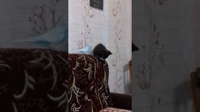 Приставучий попугай. смотреть онлайн