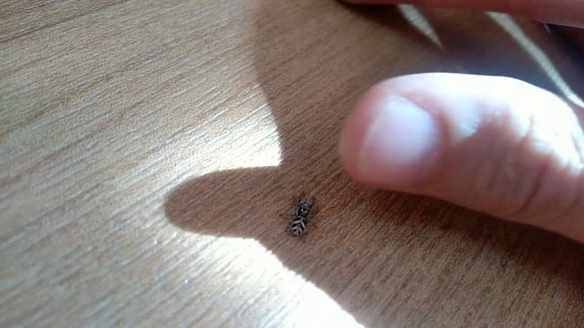 Нашел дома паука-скакуна смотреть онлайн