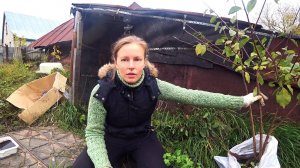 Копаем глубокий септик. Посадили плодовые деревья. [Жизнь в деревне]