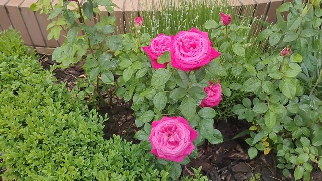 Роза Сентер Роял и другие смотреть онлайн