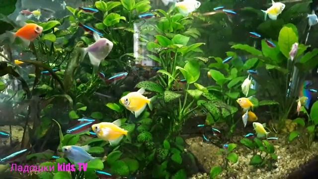 Неоновая Рыбка Голубой неон Аквариумные Рыбки Neon Fish Blue Neon смотреть онлайн