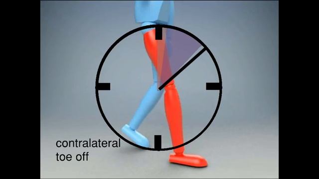 Gait Analysis and the Gait Cycle смотреть онлайн