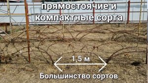 Схема посадки ежевики