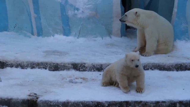 Медвежьи поваляшки..........Bear wallowing in the snow смотреть онлайн