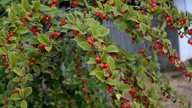 # 3 Свободная тема смотреть онлайн