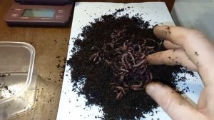 Сколько коконов дают калифорнийские черви !?