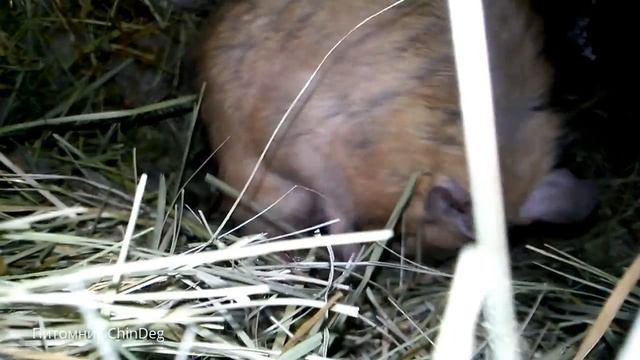 Роды дегу. Питомник ChinDeg. смотреть онлайн