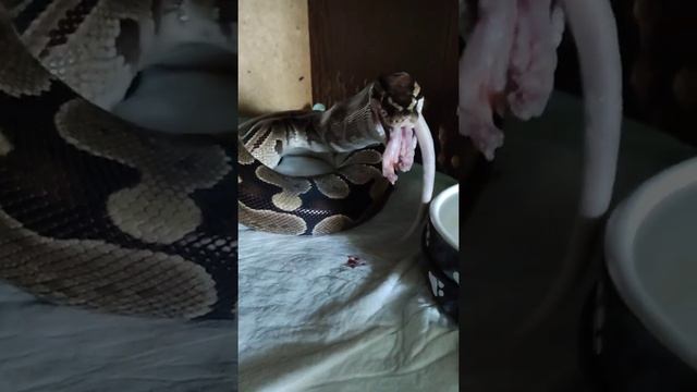 Королевский питон не ел 8 месяцев! (питон не ест, что делать?) смотреть онлайн