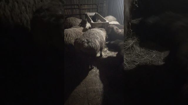 Эдильбаевская порода овец смотреть онлайн