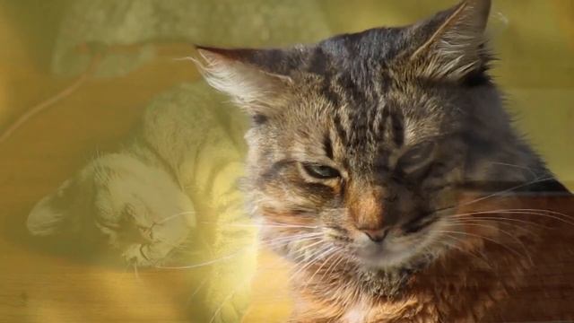 International Cat Day | 30 Amazing Facts about Cats| Cat Facts for Kids | Cat Facts смотреть онлайн