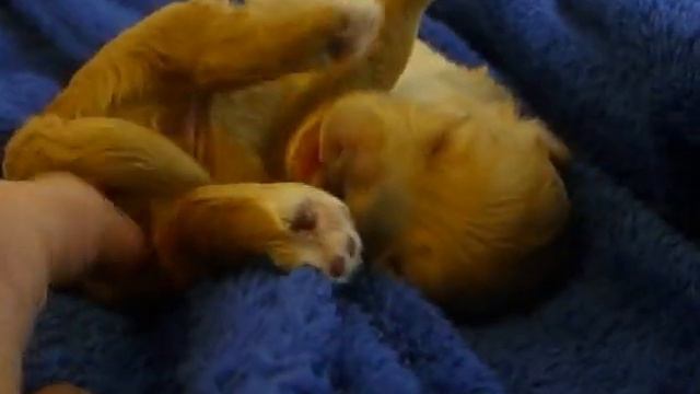 Бамбина Мая 10 дней смотреть онлайн