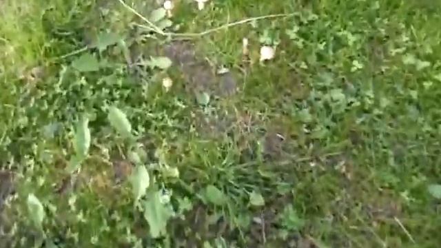 Грибы пошли смотреть онлайн