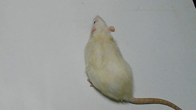 СКОЛЬКО ЖИВУТ ДОМАШНИЕ КРЫСЫ. смотреть онлайн