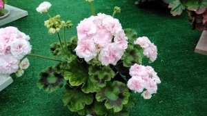 #458.Цветение пеларгонии ЮВ-Купидон,сравнение с ЮВ-Даная!