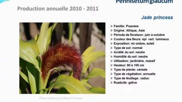 Pennisetum glaucum Jade princess: plante annuelle