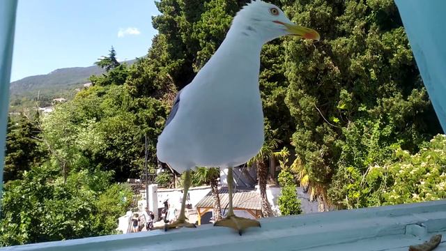 Крымская морская чайка. Крым, Ялтинский район, посёлок Гурзуф, ЮБК. Столовая Чайка смотреть онлайн