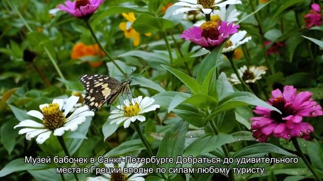 Когда лучше ехать в Долину бабочек на Родосе: описание, карта на русском языке смотреть онлайн