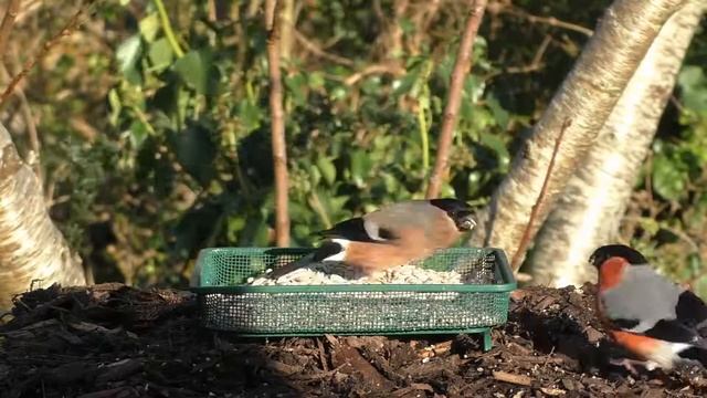 Игры на экране для. Голуби. Звезды интернета. смотреть онлайн