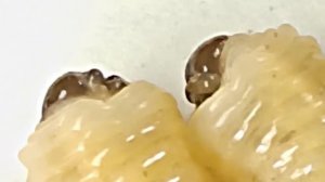 Осиное гнездо Стадии развития от личинки до осы - Vespiary  Stages of development from larva to was