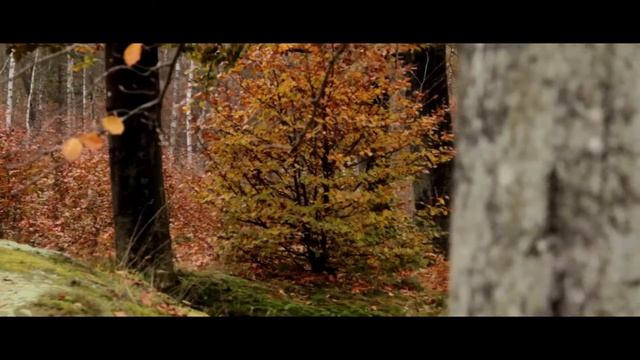 Autumn Forest - Canon EOS 600D + 18-55mm IS II Test смотреть онлайн