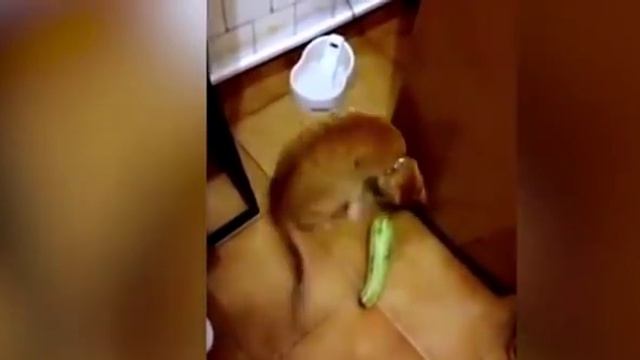 Опасные огурцы, пугающие котов смотреть онлайн