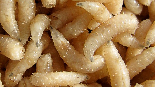 Подготовка опарыша для рыбалки. смотреть онлайн