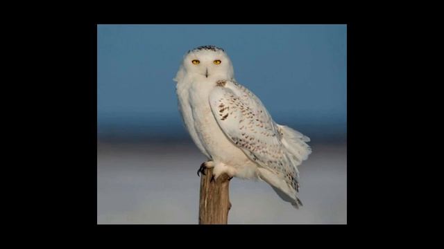 Как собака подружилась с совой