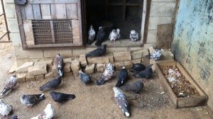 Мурые Николаевские голуби