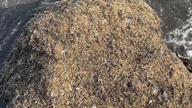 Сахалин , прогулка по морю! Японские доты и последствия нереста сельди. смотреть онлайн