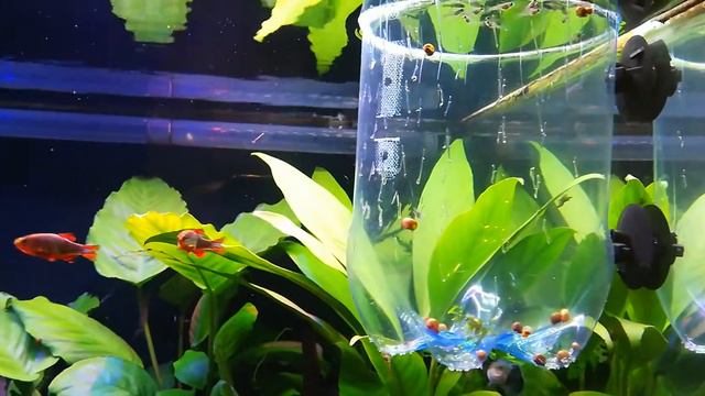 Отсадник для мальков своими руками. смотреть онлайн