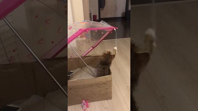 Котёнок метис Бенгала, 2 месяца. Смешные коты, кошки, котята. смотреть онлайн