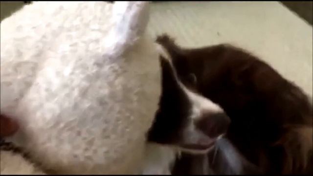 Border Collie doesn't know how to react to teddy bear смотреть онлайн