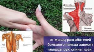 Болят руки, большой палец? Значит, проблемы с позвоночником и шеей. Укрепите запястно-пястный суста
