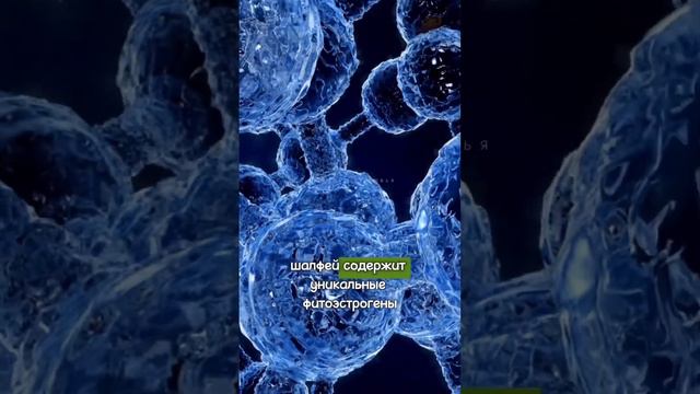 Шалфей тормозит Старение. Польза для Женщин после 35 лет смотреть онлайн