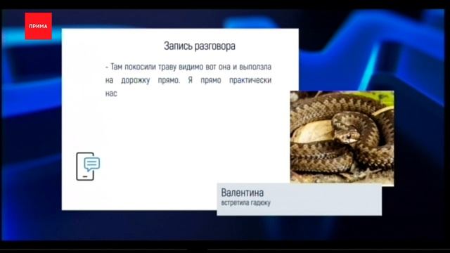В Красноярске нашествие ядовитых змей смотреть онлайн