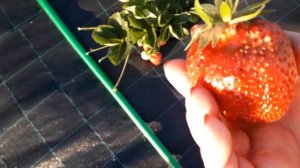 Верона - клубника среднего срока созревания (Итальянский сорт)