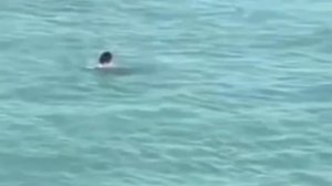 ПОЯВИЛИСЬ НОВЫЕ КАДРЫ С УЧАСТИЕМ РОССИЙСКОГО ТУРИСТА, которого заживо съела акула!