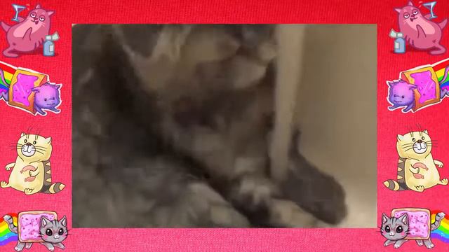 Подборка лучших смешных котов без рекламы! котики пушистые животики смотреть онлайн