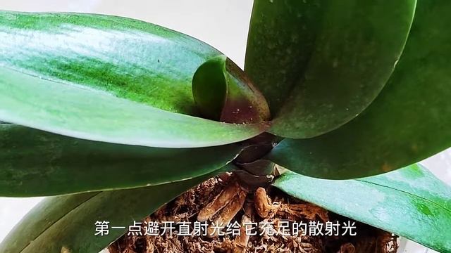 If you take care of Phalaenopsis like this in summer, new leaves and foil will come out of your own смотреть онлайн