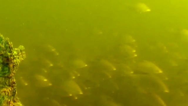 Лещ. Удивительные факты.