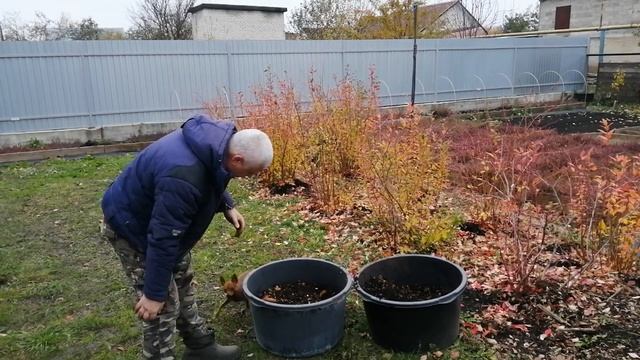 Клюква МАК ФАРЛИН, новинка в моей коллекции! смотреть онлайн