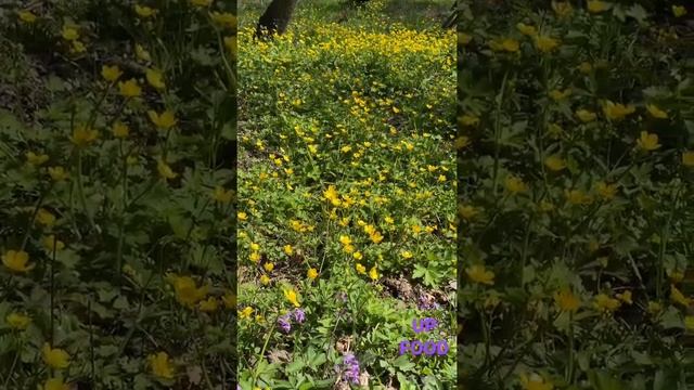 ДАЧА / Лютик