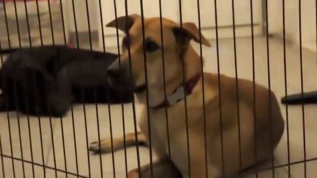 История о собаке смотреть онлайн