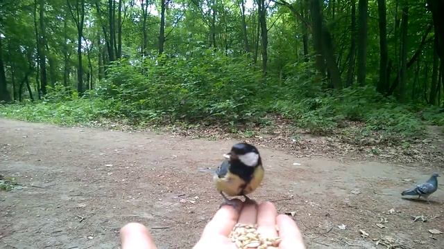 Синица смотреть онлайн